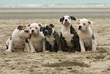 BOULEDOGUE AMERICAIN 130